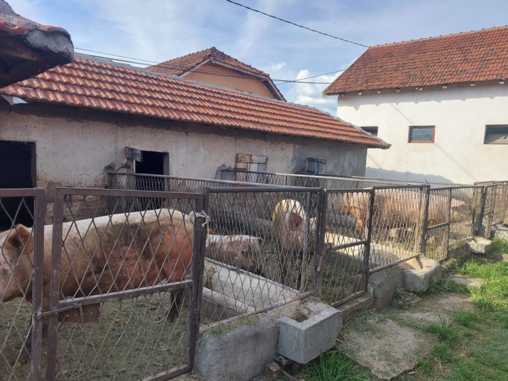 Клица за будућност: Сточарство