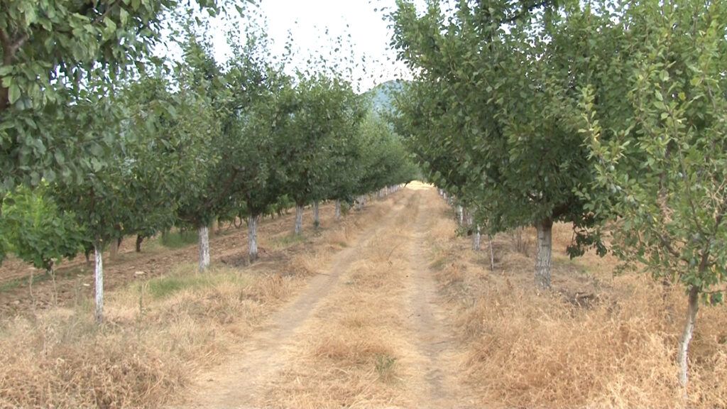 Клица за будућност – Воћарство