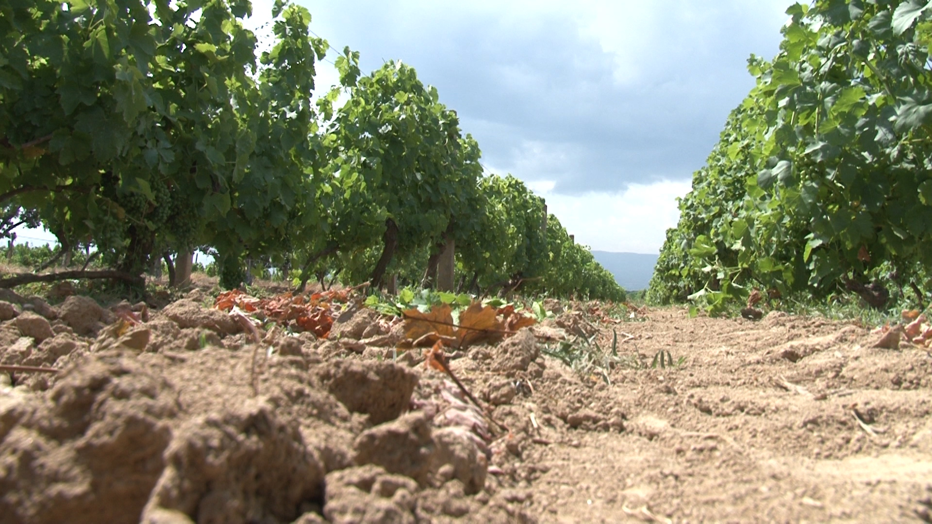 Клица за будућност – Агрохемијска анализа земљишта