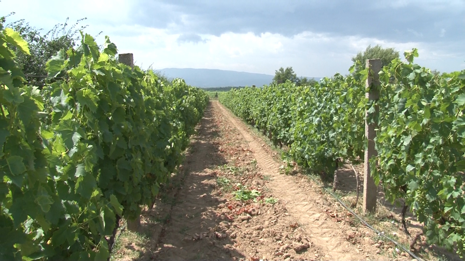 Клица за будућност: Виноградарство