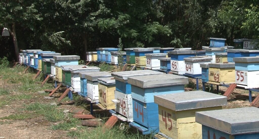 Клица за будућност: Пчеларство