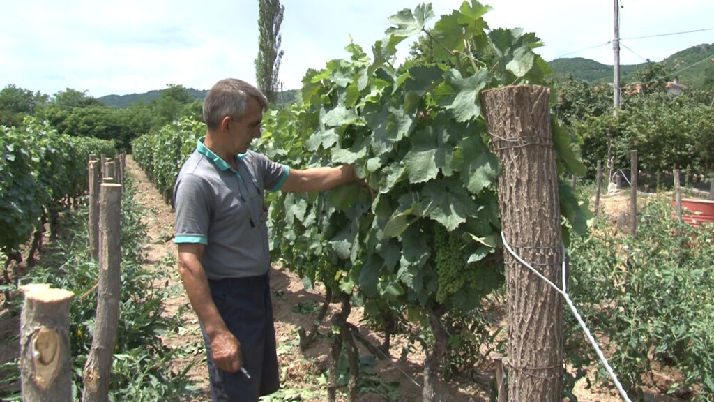 Клица за будућност: Радна снага